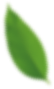 Grünes Blatt auf schwarzem Hintergrund